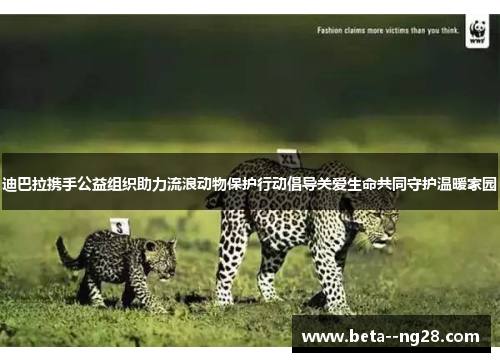 迪巴拉携手公益组织助力流浪动物保护行动倡导关爱生命共同守护温暖家园